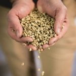 zrnko-zlatezrnko-kavickarisk-kavickari