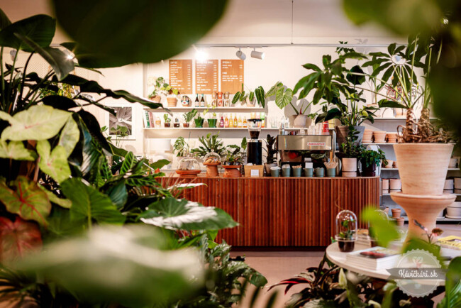 Viedeň a jej najlepšie a najzaujímavejšie kaviarne: #5 Calienna – káva uprostred zelenej oázy rastlín