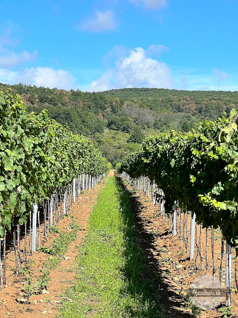 Frtus Winery