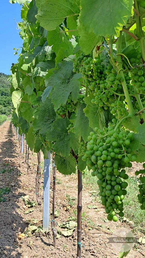 Frtus Winery