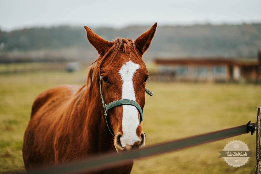 Frtus Winery & Origin