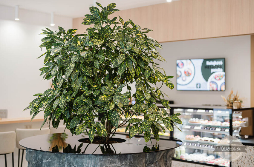 Freshsnack – nové miesto na trenčianskej scéne