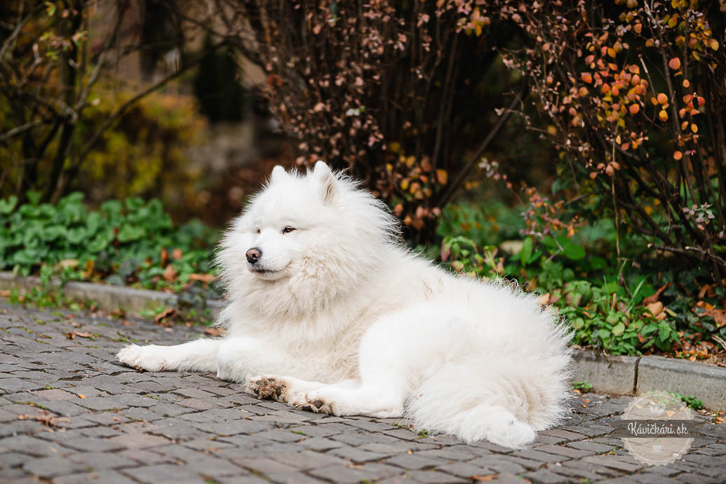 Luna - Jedna báseň