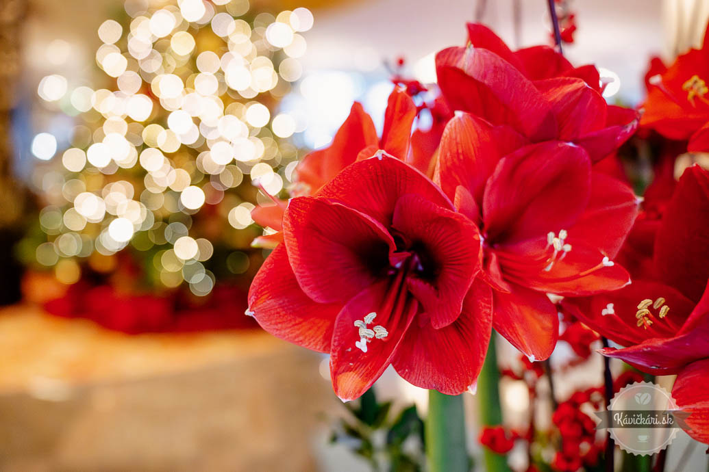 River Park Grand Hotel River Park Vianoce