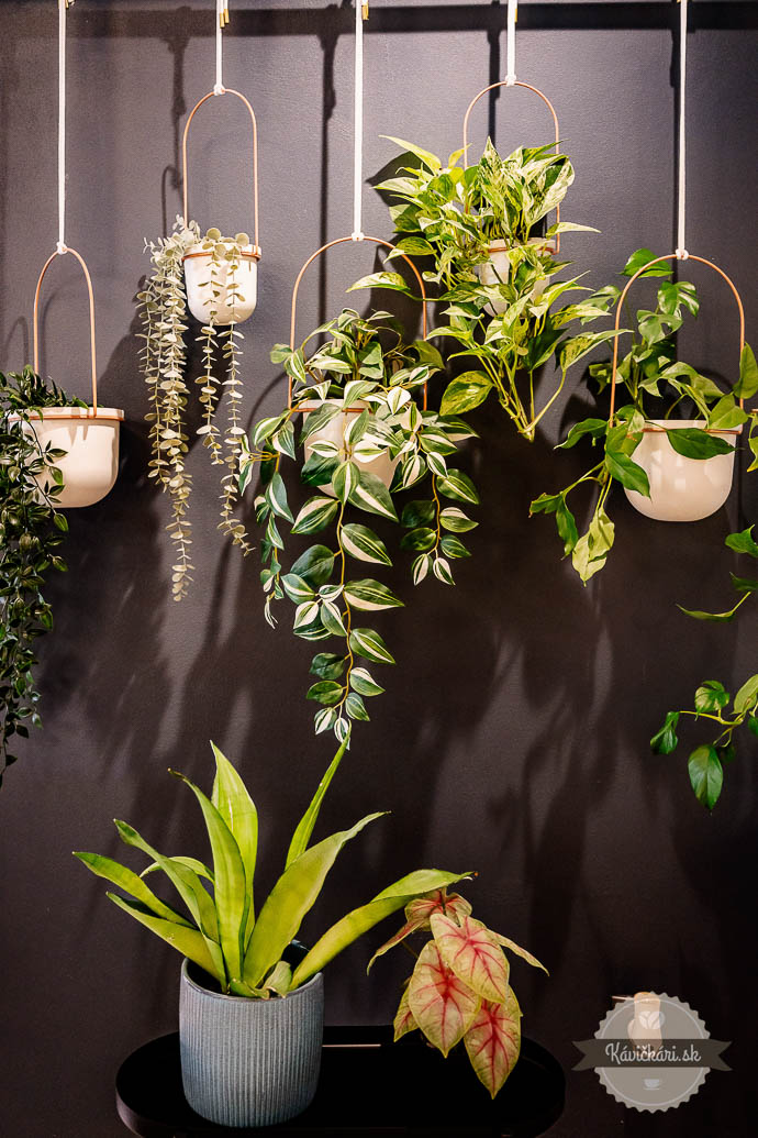 Red Velvet Cake Bar rastliny